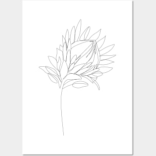 Protea line art. Line drawing flower Posters and Art